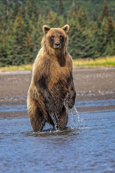 Jones, Adam 아티스트의 Grizzly bear standing-Lake Clark National Park and Preserve-Alaska작품입니다.